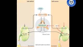 Agua y Sodio parte 1 FOAMed MUE ChileEM [upl. by Nabila]