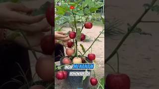 Unique Tricks Growing Apple Trees at Home 🌱🍎 shorts short shortvideo [upl. by Enyrhtak584]