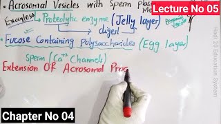 Acrosomal Reaction In Sea Urchin In Urdu Hindi  Developmental Biology  BS Zoology  MSc  Lec 05 [upl. by Mackay]