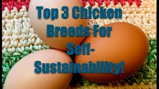 Top 3 Chicken Breeds For SelfSustainability [upl. by Yrrehc]