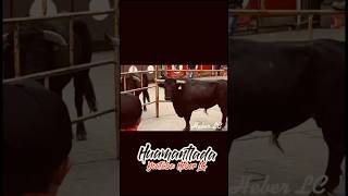 LA FUERZA DE ESTE TORO ES IMPRESIONANTE  HUAMANTLADA shorts toros torosbravos short video [upl. by Aeslahc]