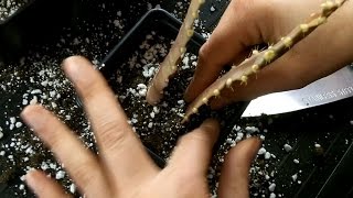 Epiphyllum Part 3 How to pot up and root a cuttings [upl. by Flossy656]