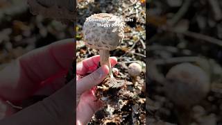 Chlorophyllumrhacodes Shaggyparasol chlorophyllum foraginguk wildmushrooms wildmushrooms [upl. by Zsa Zsa]