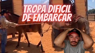 embarcando burros e mulas [upl. by Raine]