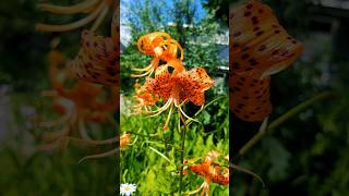 Tiger Lily  Lilium lancifolium 💮 tigerlilylilyflowersshortsjapansummerflowers [upl. by Youlton546]