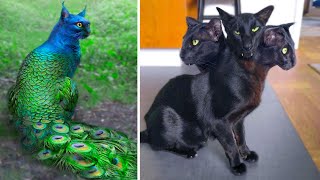 15 Abnormally Strange Cats That Actually Exist [upl. by Nilekcaj305]