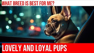 Comparing French Bulldog and Shih Tzu Which Breed is Best for You [upl. by Rhiamon]