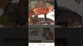 Fox or hound [upl. by Trefler]