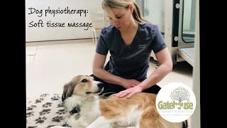 Canine physiotherapy How to do Soft Tissue Massage for Dogs the front and back legs and the back [upl. by Wedurn830]