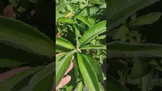 Sambong plant Herbal plant  Ngai camphor [upl. by Sarge671]