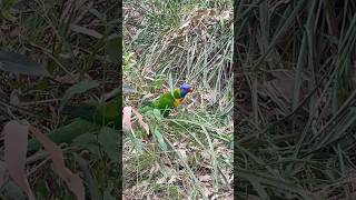 Lorikeet foraging [upl. by Ylrehc90]