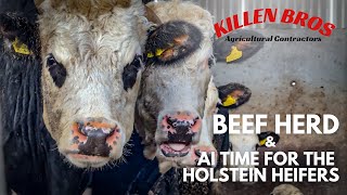 Killen Bros  Beef Herd amp AI Time for the Holstein Heifers [upl. by Rahas]