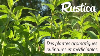 Des plantes aromatiques culinaires et médicinales [upl. by Imoian123]