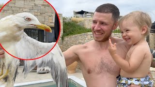 How We Saved an Injured Seagull With Broken Wing [upl. by Eniruam22]