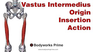 Vastus Intermedius Anatomy Origin Insertion amp Action [upl. by Ozner]