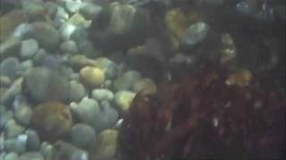 RFID Diving Abalone Pearls and Pelicans [upl. by Ganny819]