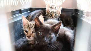 4 Abandoned Kittens Rescued from Living inside a Tree [upl. by Naitirb536]