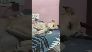 rox dogsworld dogloverforever video viralpost song vtuber [upl. by Adoh]