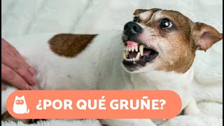 Mi PERRO me GRUÑE cuando le ACARICIO 🐶⚠️🖐🏻 6 Causas y Qué Hacer [upl. by Daven]