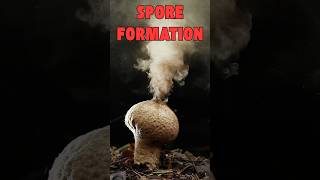 Spore Formation Explained A Key Process in Fungi amp Plants [upl. by Morty]