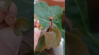 Kalanchoe plant care tips lifestylewithtshes virshorts [upl. by Koppel]