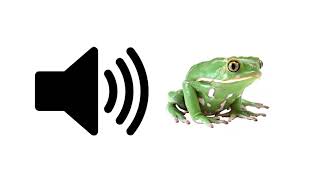 Frog Croaking  Sound Effect  ProSounds [upl. by Bennie]