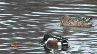 Löffelente  Canard souchet  Northern Shoveler [upl. by Staten]