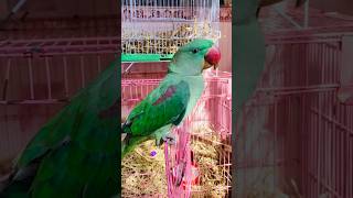 Parrot voice mummy shortvideo viralvideo subscribe shorts [upl. by Ecinereb]