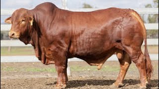 LOT 59 NEEDMOR KURRAJONG PP [upl. by Ahsinyt]