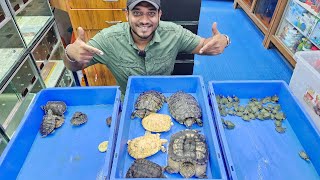 Turtles Prices at Karnataka Aquarium [upl. by Oran]