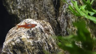 Razbora Borneańska Wild Form [upl. by Jelle]