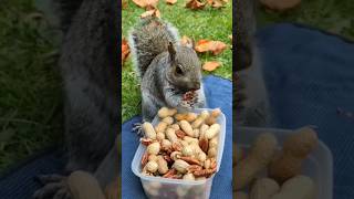 Adorable Squirrel Spots Human With Snacks shortsvideo [upl. by Benioff]