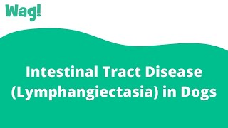 Intestinal Tract Disease Lymphangiectasia in Dogs  Wag [upl. by Quin]