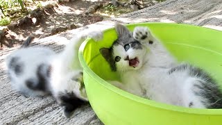 Our Cats 235  Short Clip  KITTENS PLAY IN GREEN BOWL 🐱 Part 2 Cute Playfight [upl. by Kerat]