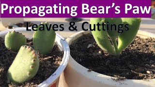 How to propagate Bears Paw succulent from Cuttings amp Leaves  Cotyledon tomentosa propagation [upl. by Courtenay61]