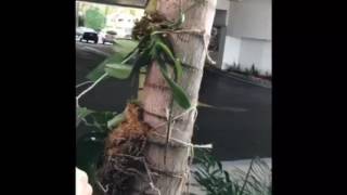 Video 3 Mounting phalaenopsis Orchid on a Palm Tree [upl. by Lilah758]