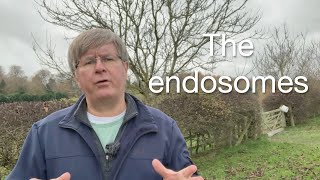 Understanding Endosomes The Cells Sorting House  Quick Science Explanation [upl. by Cyndi895]