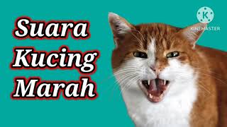 Suara Kucing Marah [upl. by Irrahs]