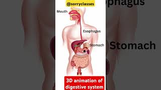 digestivesystem 3d Animation of Digestive system [upl. by Alliuqat112]