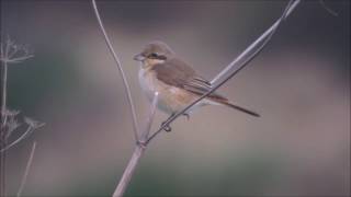 Isabelline Shrike Co Durham UK 2016 [upl. by Abran]