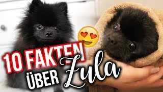 In die Wohnung schei  😱 10 FAKTEN über ZULA 🐶  Dagi Bee [upl. by Rothstein]