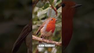 Robin redbreast [upl. by Onafets]