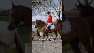 Hihi 🤭 equestrian horse horses pony pferde cheval hest trending funny [upl. by Ybeloc]