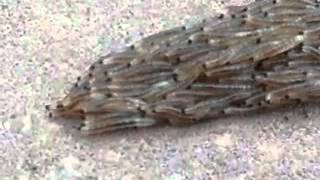 Fungus gnat larvae snake crossing the sidewalk [upl. by Hnahym]