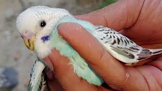 blue 💙 budgie baby ko aj khud bahir nikal gya [upl. by Huoh]