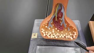 Neuron Synapse Anatomy  Made Easy [upl. by Ayerdna]