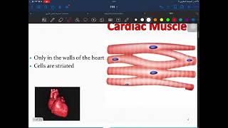 Muscle contraction part 1 [upl. by Linell]