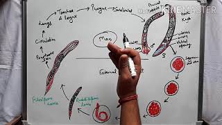 Ancyclostoma Duodenale amp Necator Americanus Hookworms for the USMLE Step 1 [upl. by Anitsrihc89]