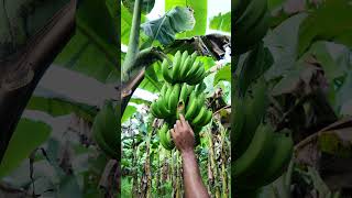 দেখুন পেঙ্গা কীভাবে আমার গাছের কলা খেয়েছে banana farmerlife agriculture bananafarm fruit [upl. by Sukram]