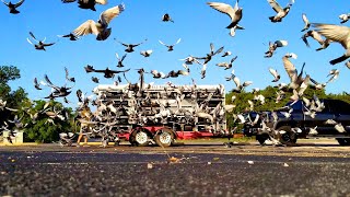 Professional Pigeon Racing Texas Country Reporter [upl. by Kowal986]